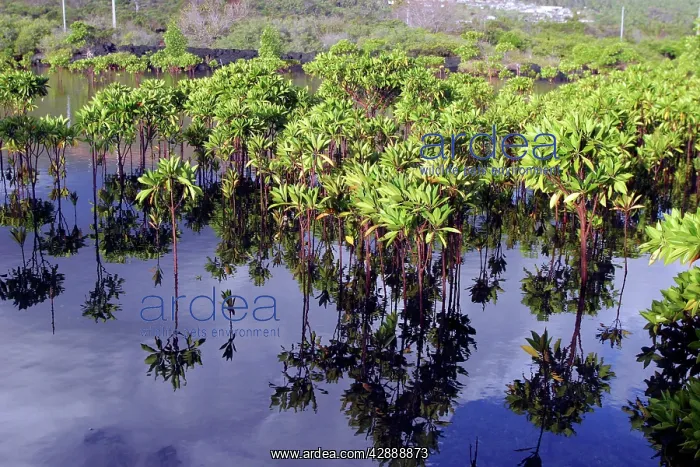 : Mangrove. Grande Comore, Mayotte, Indian Ocean : Mangrove. Grande Comore, Mayotte, Indian Ocean