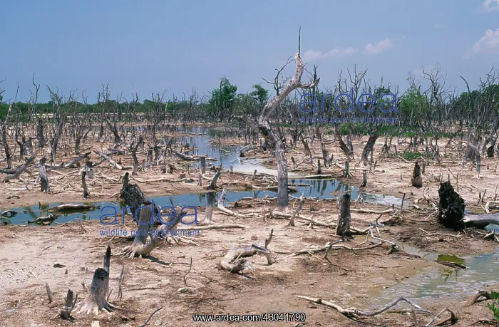 : Mangrove : Mangrove