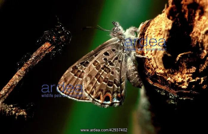 : Mangrove ant-blue butterfly - that was 'guardedI : Mangrove ant-blue butterfly - that was 'guardedI