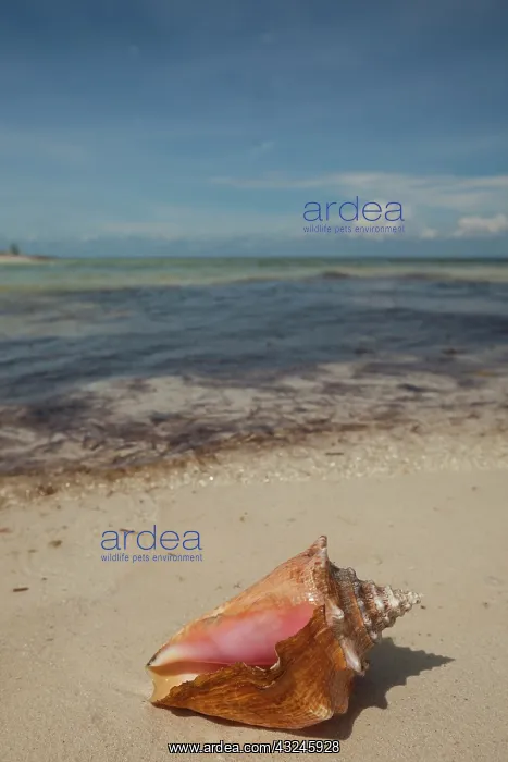 : Mangrove area at the northern tip of Isla : Mangrove area at the northern tip of Isla