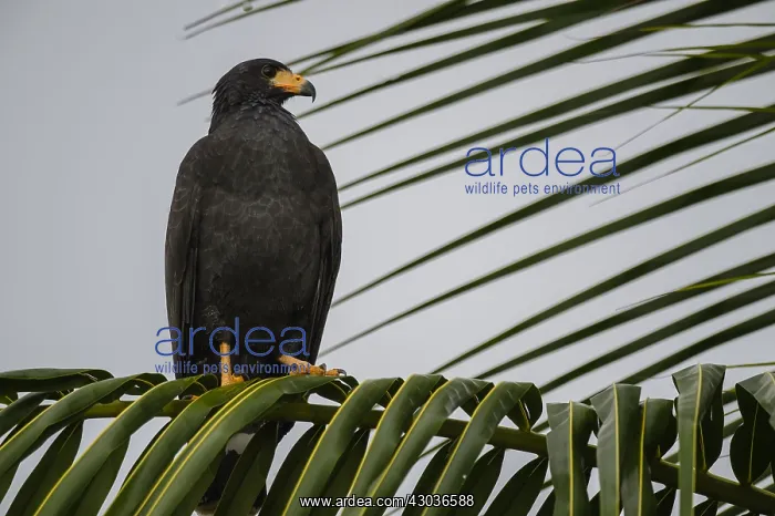 : Mangrove Black Hawk - Mangrove Black Hawk perched : Mangrove Black Hawk - Mangrove Black Hawk perched
