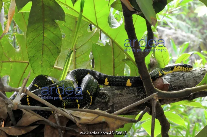 : Mangrove Cat Snake : Mangrove Cat Snake