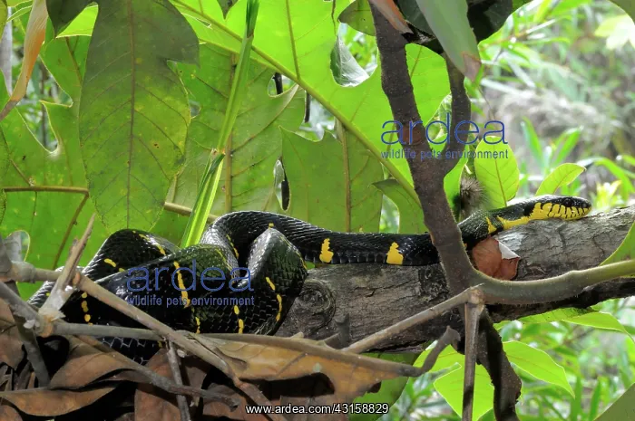 : Mangrove Cat Snake : Mangrove Cat Snake
