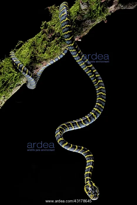 : Mangrove Cat snake (Boiga dendrophila divergens) : Mangrove Cat snake (Boiga dendrophila divergens)