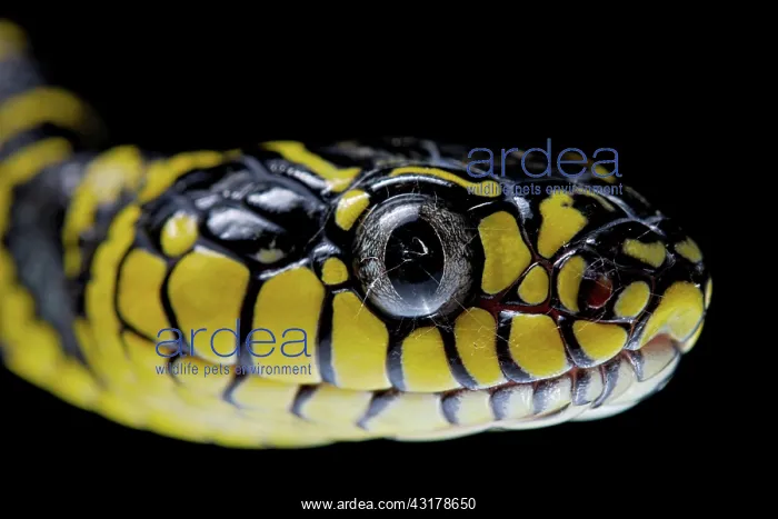 : Mangrove Cat snake (Boiga dendrophila divergens) : Mangrove Cat snake (Boiga dendrophila divergens)