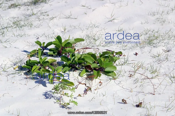 : Mangrove - colonisation onto sandy beach : Mangrove - colonisation onto sandy beach