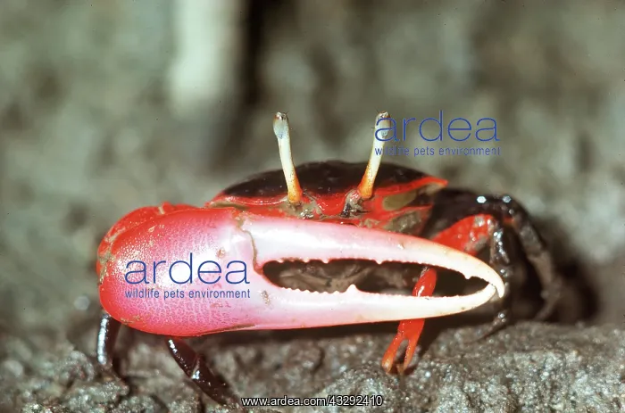 : MANGROVE FIDDLER CRAB : MANGROVE FIDDLER CRAB
