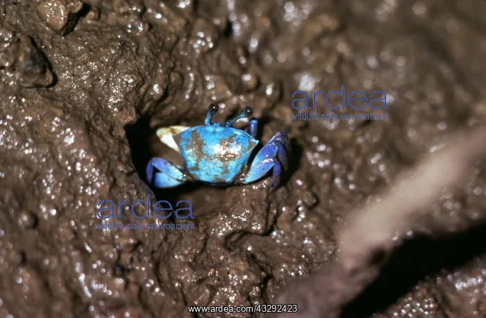 : MANGROVE FIDDLER CRABS : MANGROVE FIDDLER CRABS