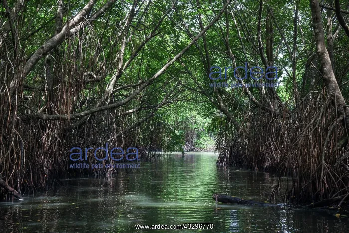 : Mangrove forest, branch of Bentota Ganga River : Mangrove forest, branch of Bentota Ganga River