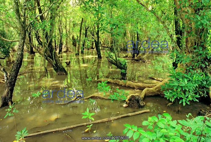 : Mangrove forest Pohnpei Island : Mangrove forest Pohnpei Island