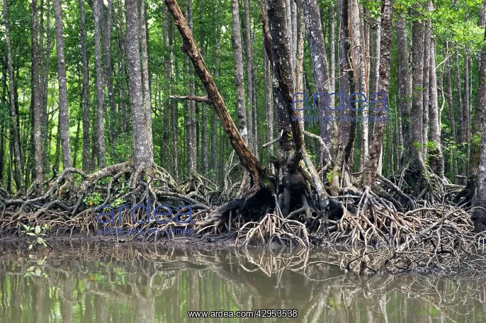 : Mangrove forest in the valley of a river in Sabang : Mangrove forest in the valley of a river in Sabang