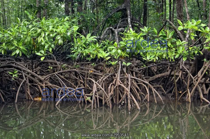 : Mangrove forest in the valley of a river in Sabang : Mangrove forest in the valley of a river in Sabang