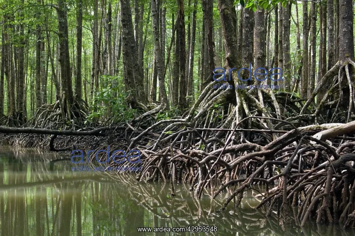 : Mangrove forest in the valley of a river in Sabang : Mangrove forest in the valley of a river in Sabang