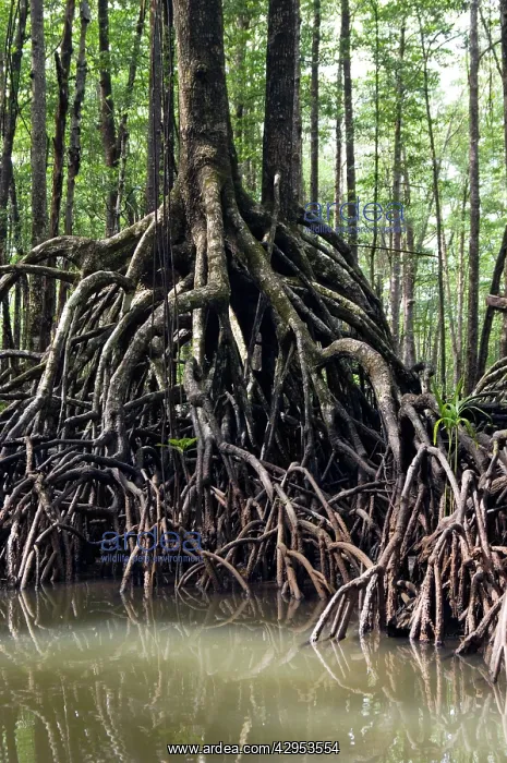 : Mangrove forest in the valley of a river in Sabang : Mangrove forest in the valley of a river in Sabang