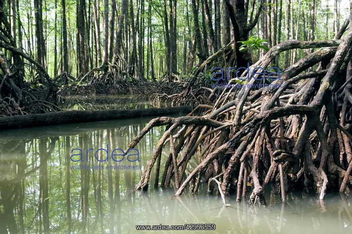  : Mangrove forest in the valley of a river in Sabang