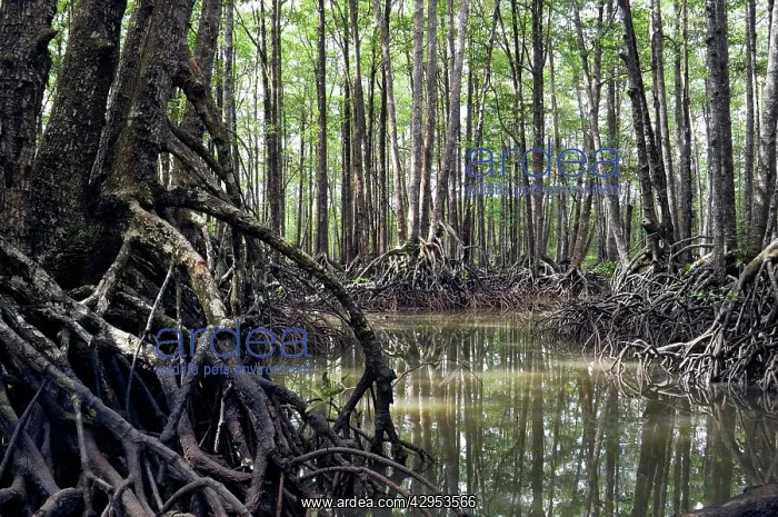  : Mangrove forest in the valley of a river in Sabang