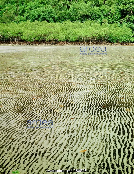  : Mangrove - Fringing inlet, at low tide