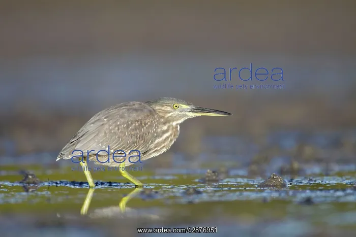 : Mangrove / Green-backed / Striated Heron - showing : Mangrove / Green-backed / Striated Heron - showing