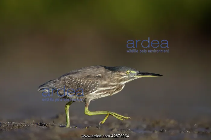 : Mangrove / Green-backed / Striated Heron - showing : Mangrove / Green-backed / Striated Heron - showing