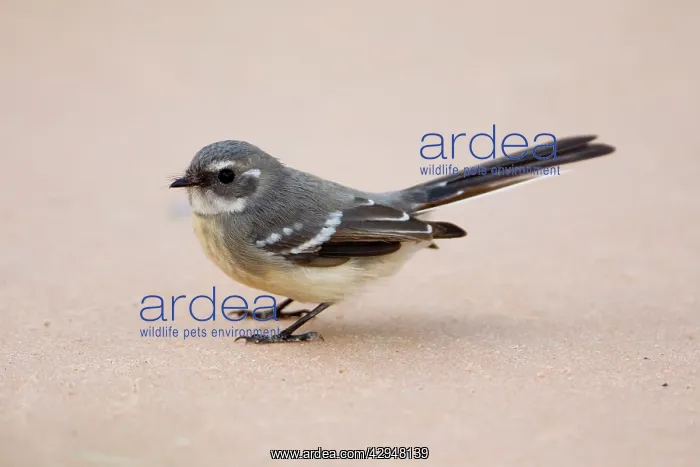 : Mangrove Grey Fantail : Mangrove Grey Fantail