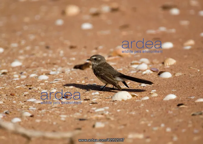 : Mangrove Grey Fantail : Mangrove Grey Fantail