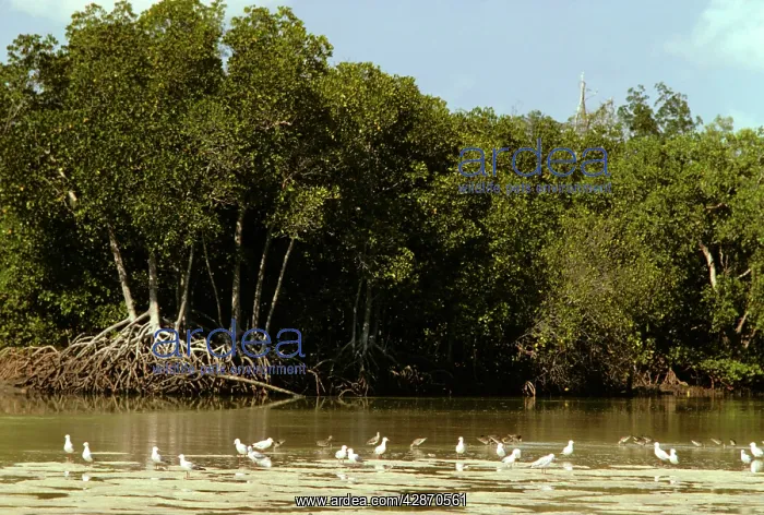 : Mangrove - With gulls in foreground : Mangrove - With gulls in foreground