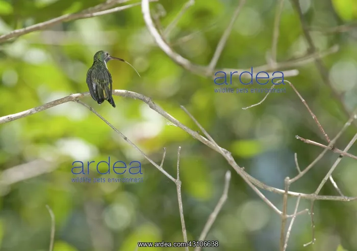 : Mangrove hummingbird : Mangrove hummingbird