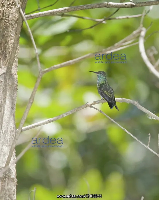 : Mangrove hummingbird : Mangrove hummingbird