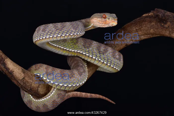 : The Mangrove pit viper (Trimeresurus purpureomaculatus) : The Mangrove pit viper (Trimeresurus purpureomaculatus)
