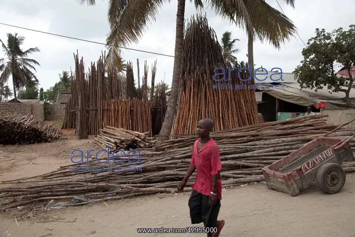 : Mangrove Poles and Timber - for sale at roadside : Mangrove Poles and Timber - for sale at roadside