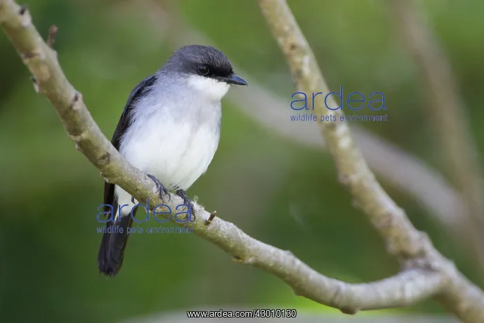 : Mangrove Robin : Mangrove Robin