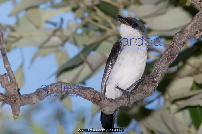 : Mangrove Robin - perched on a branch in a mangrove forest : Mangrove Robin - perched on a branch in a mangrove forest