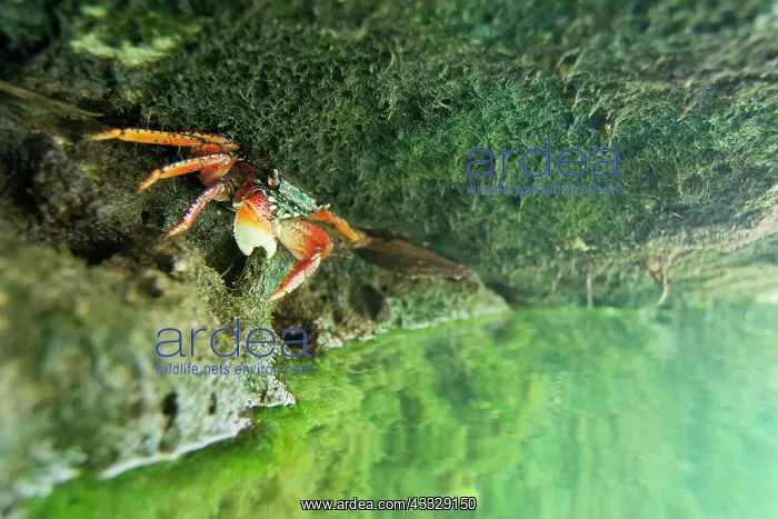 : Mangrove root crab : Mangrove root crab