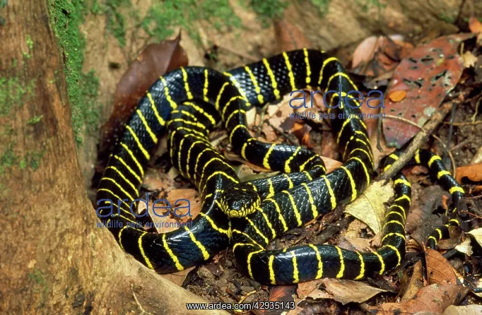: Mangrove SNAKE : Mangrove SNAKE