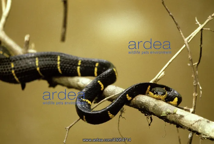 : Mangrove Snake : Mangrove Snake