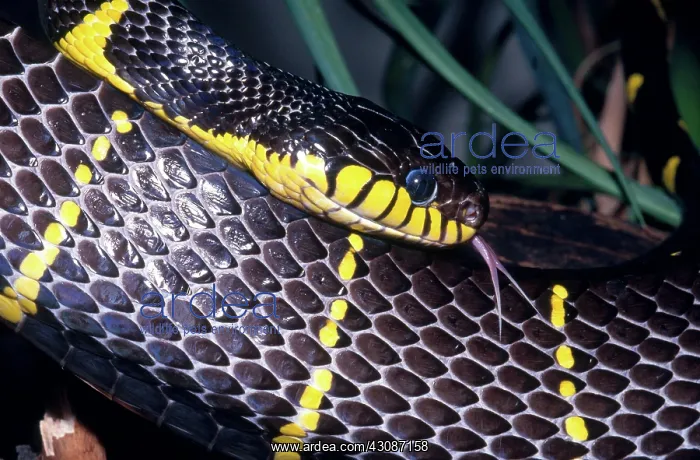 : Mangrove Snake : Mangrove Snake