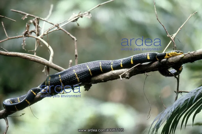  : Mangrove Snake