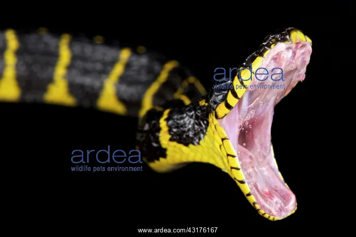 : Mangrove snake (Boiga dendrophila), Indonesia : Mangrove snake (Boiga dendrophila), Indonesia