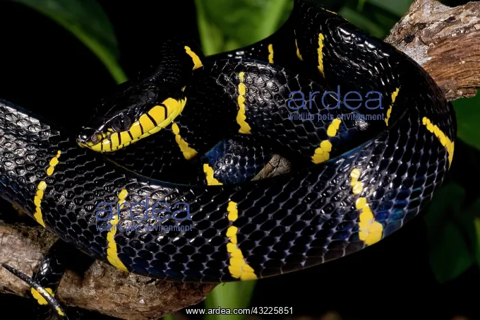 : Mangrove Snake, Boiga dendrophila, Native : Mangrove Snake, Boiga dendrophila, Native