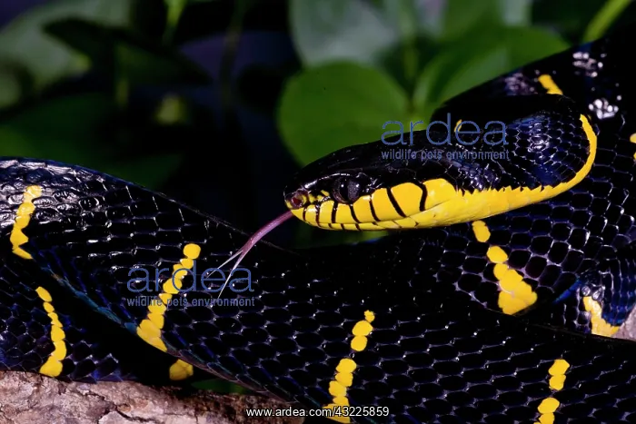 : Mangrove Snake, Boiga dendrophila, Native : Mangrove Snake, Boiga dendrophila, Native