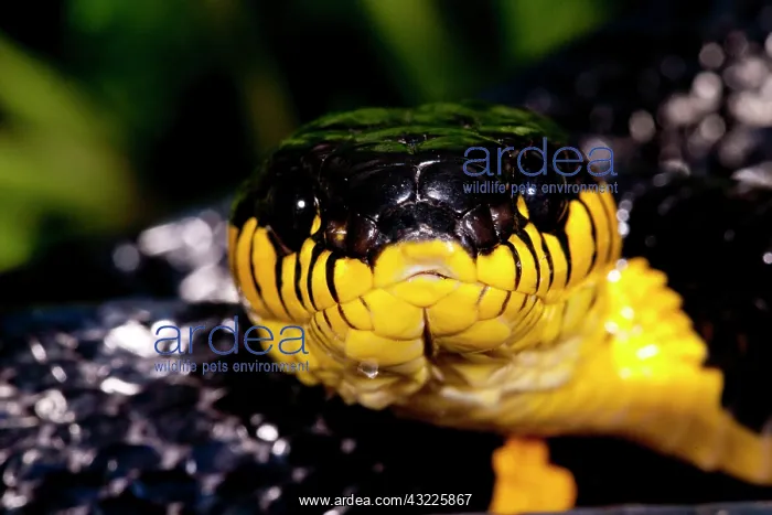 : Mangrove Snake, Boiga dendrophila, Native : Mangrove Snake, Boiga dendrophila, Native