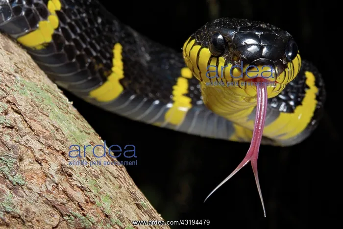 : Mangrove snake (Boiga dendrophila), Thailand, Asia : Mangrove snake (Boiga dendrophila), Thailand, Asia