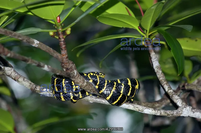 : Mangrove Snake / Cat-eyed Snake / Cat Snake - wrapped-around : Mangrove Snake / Cat-eyed Snake / Cat Snake - wrapped-around