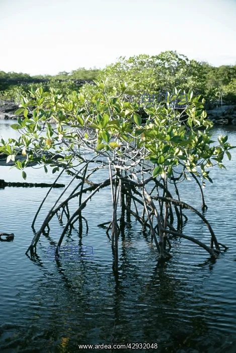 : MANGROVE STAND - in water : MANGROVE STAND - in water