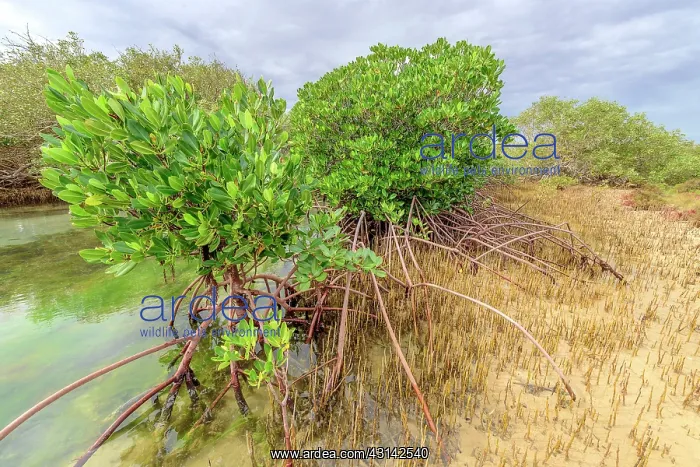 : Mangrove : stilt roots and pneumatophores - Ningaloo : Mangrove : stilt roots and pneumatophores - Ningaloo