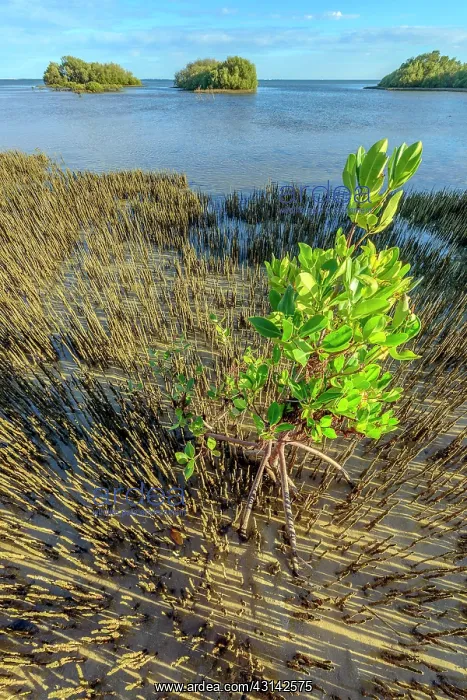 : Mangrove : stilt roots and pneumatophores - Ningaloo : Mangrove : stilt roots and pneumatophores - Ningaloo