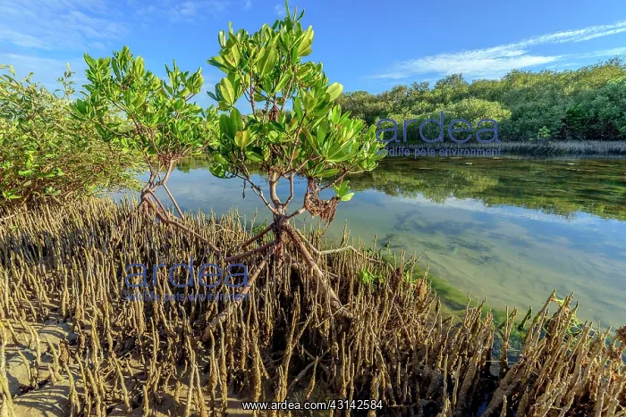 : Mangrove : stilt roots and pneumatophores - Ningaloo : Mangrove : stilt roots and pneumatophores - Ningaloo