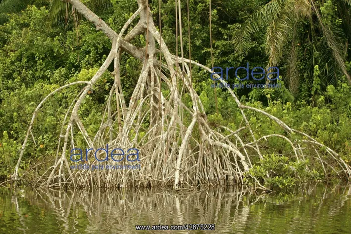 : Mangrove Swamp / Forest : Mangrove Swamp / Forest