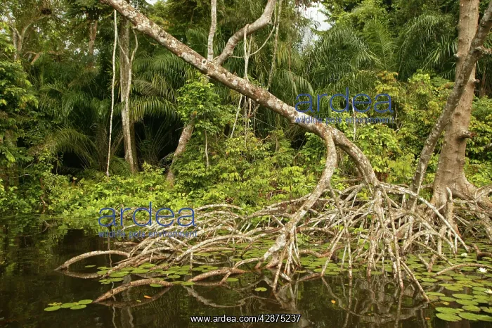 : Mangrove Swamp / Forest : Mangrove Swamp / Forest