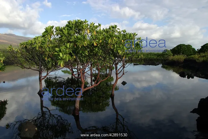 : Mangrove Tree in water : Mangrove Tree in water